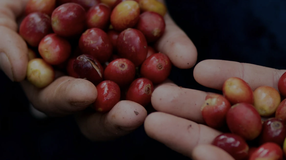 MicroLote coffee from Nariño